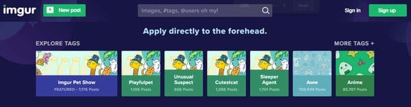 11 Best RedGIFs Alternative